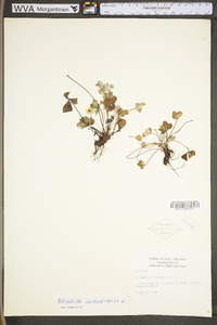 Potentilla canadensis var. canadensis image