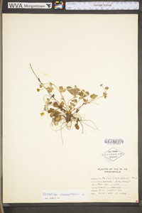 Potentilla canadensis var. canadensis image