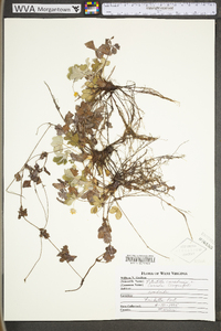 Potentilla canadensis var. canadensis image