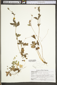 Potentilla canadensis image