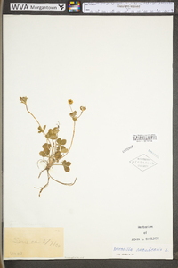 Potentilla canadensis var. canadensis image
