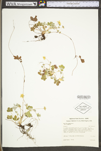 Potentilla canadensis image