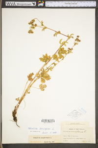 Potentilla norvegica subsp. monspeliensis image