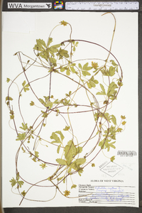 Potentilla reptans image