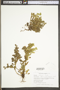 Potentilla rivalis image