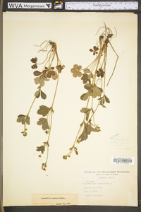 Potentilla canadensis var. canadensis image