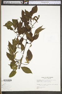 Prunus alleghaniensis image