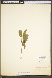 Prunus alleghaniensis image