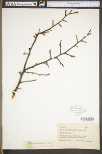 Prunus alleghaniensis image