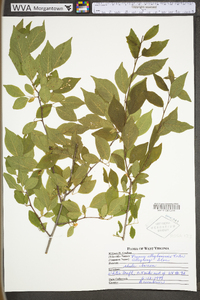 Prunus alleghaniensis image