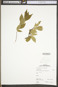 Prunus alleghaniensis image