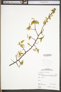 Prunus alleghaniensis image