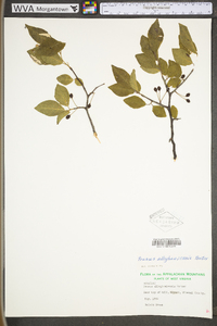 Prunus alleghaniensis image