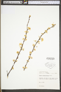 Prunus alleghaniensis image