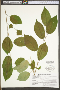 Prunus avium image