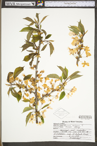 Prunus avium image