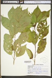 Prunus avium image