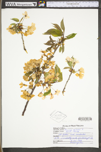 Prunus avium image