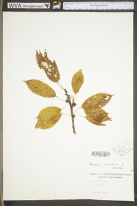 Prunus cerasus image