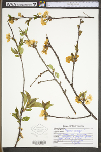 Prunus cerasus image