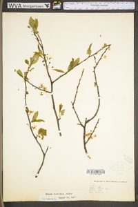 Prunus hortulana image