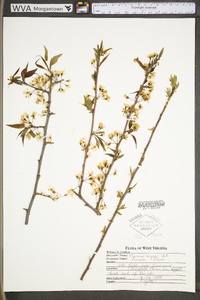 Prunus nigra image