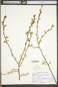 Prunus nigra image