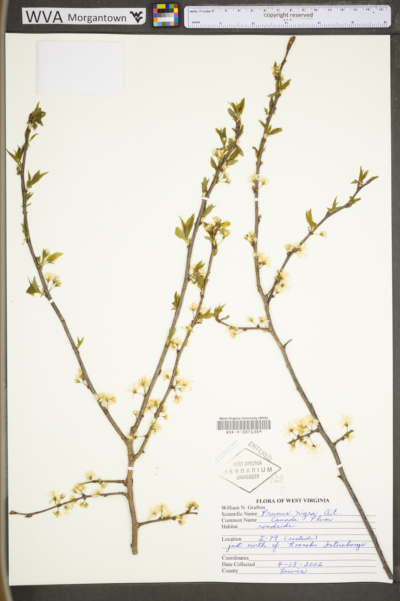 Prunus nigra image