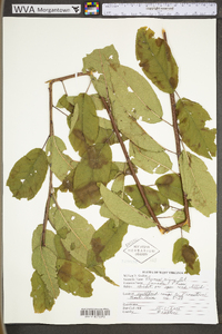 Prunus nigra image