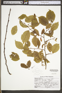 Prunus nigra image