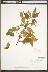 Prunus pensylvanica image