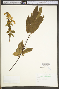 Prunus pensylvanica var. pensylvanica image