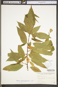 Prunus pensylvanica var. pensylvanica image