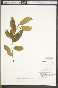 Prunus pensylvanica var. pensylvanica image