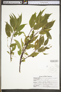 Prunus pensylvanica var. pensylvanica image