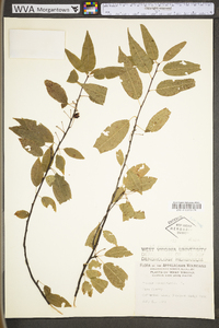 Prunus pensylvanica var. pensylvanica image