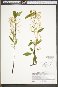 Prunus pensylvanica var. pensylvanica image