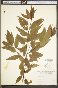 Prunus pensylvanica var. pensylvanica image