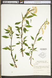 Prunus pensylvanica var. pensylvanica image