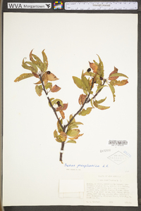 Prunus pensylvanica var. pensylvanica image