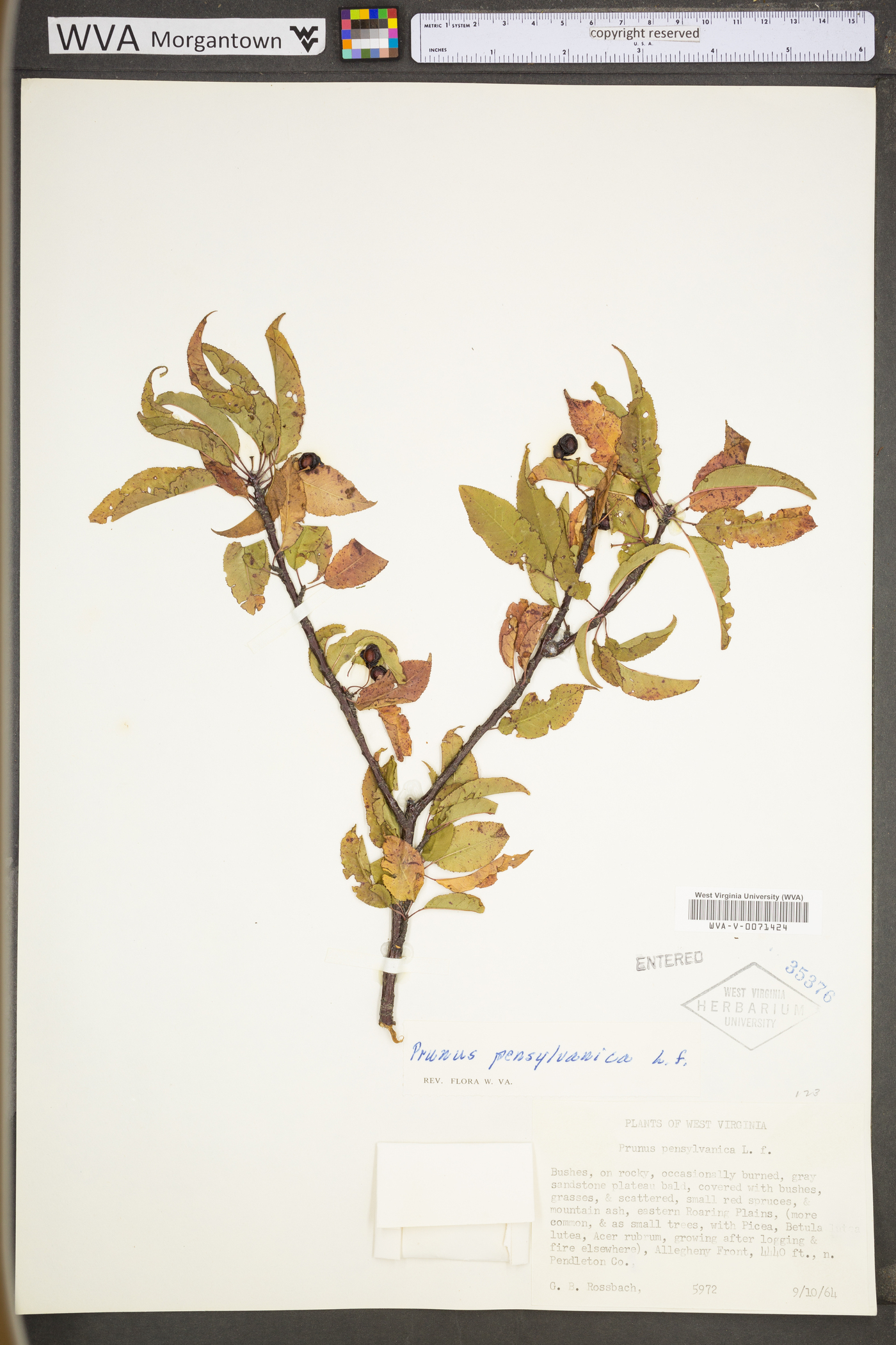 Prunus pensylvanica var. pensylvanica image