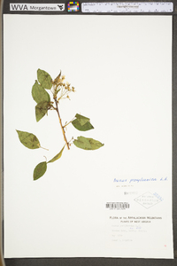 Prunus pensylvanica var. pensylvanica image