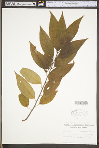 Prunus pensylvanica var. pensylvanica image