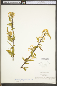 Prunus pensylvanica var. pensylvanica image