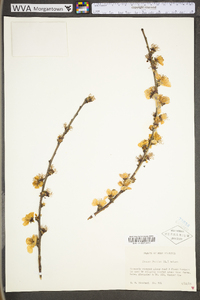 Prunus persica image