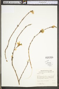 Prunus persica image