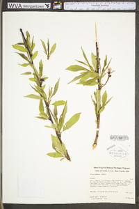 Prunus persica image