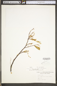 Prunus pumila image