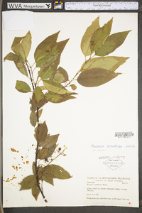 Prunus serotina var. serotina image