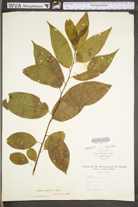 Prunus serotina var. serotina image